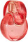 Bvlgari Omnia Coral